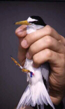 adult Least Tern