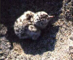 Least Tern chick