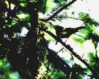 Male ASY Redstart feeding nestlings