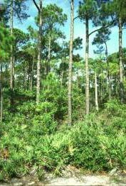 Pine Forest habitat