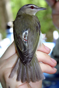 Red-eyed Vireo with transmitter