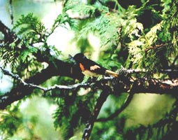 American Redstart photo by Zoltan Nemeth