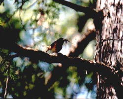 American Redstart photo by Zoltan Nemeth