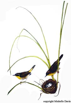 Common Yellowthroats by Michelle Davis