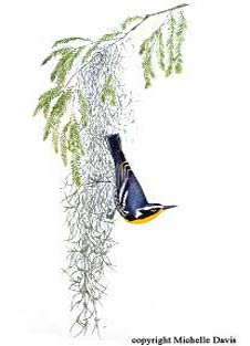 Yellow-throated Warbler by Michelle Davis