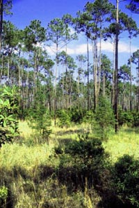 Pine Savannah Habitat